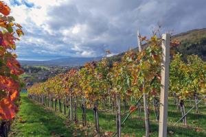 Vinograd nad Kalom_foto_Iva Konda